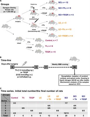 Severe Spinal Cord Injury in Rats Induces Chronic Changes in the Spinal Cord and Cerebral Cortex Metabolism, Adjusted by Thiamine That Improves Locomotor Performance